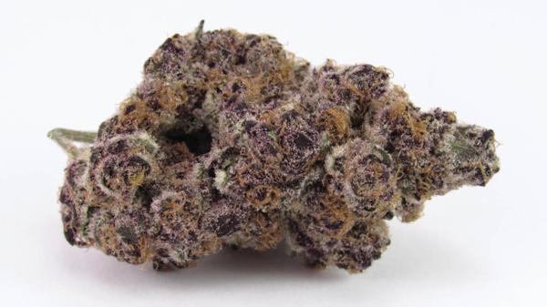 Fire Follower: The Breeder of Super Boof Details Next Big&hellip;