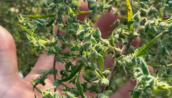 Harvest strains 2025: The genetics…