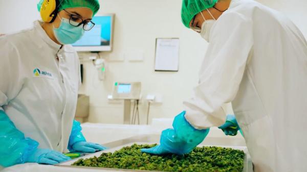 Tilray reports $65.7 million from cannabis sales in Q2 2025