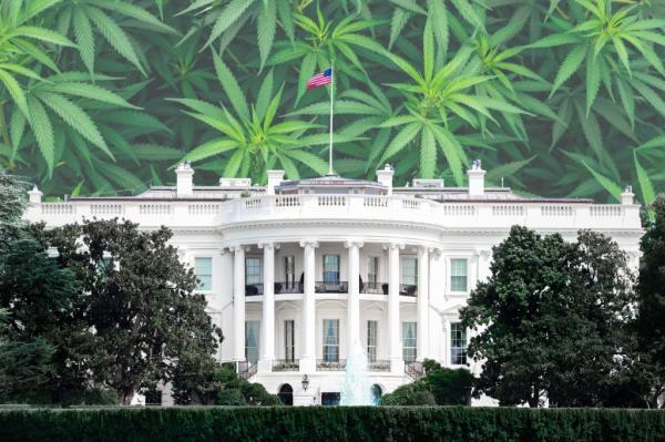 Is marijuana medicine or menace? Trump officials seem split