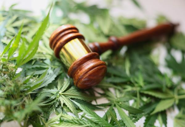 Cannabis Code Enforcement Fines Must be…