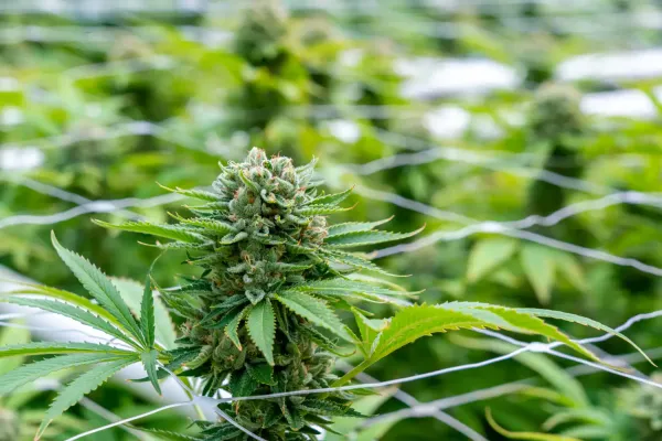 photo of South Carolina Patients Could Get Medical Marijuana Access Under State Laws Triggered By Federal Rescheduling image