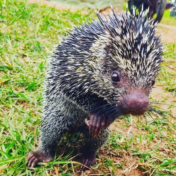 photo of Animals Make Weed Farm Their Safe Sanctuary in Colombia image
