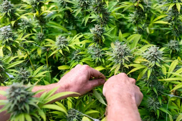 Marijuana Legalization Boosts&hellip;