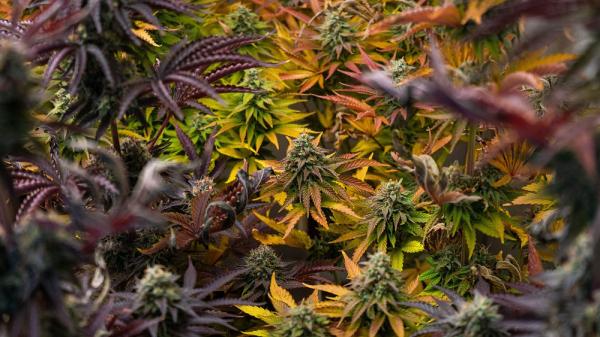 Croptober! The Biggest Cannabis Harvest…