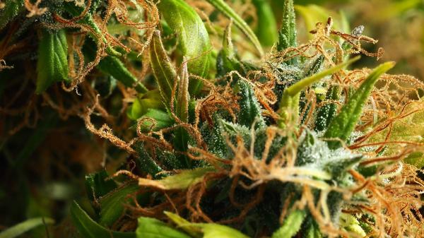 Cannascience: Nourishing the Nervous…