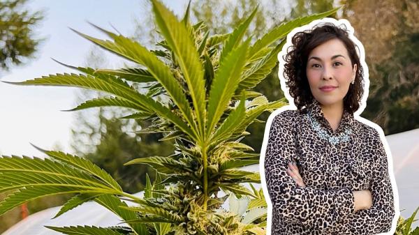 Cannascience: Why Sungrown Organic&hellip;