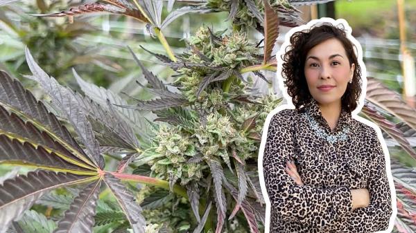 Cannascience: Understanding the&hellip;