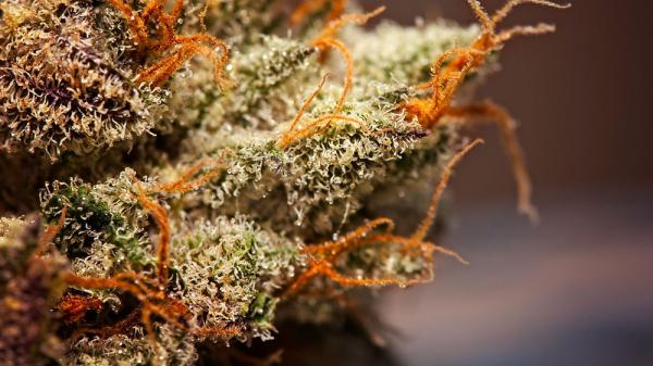 Terpenes of Summer