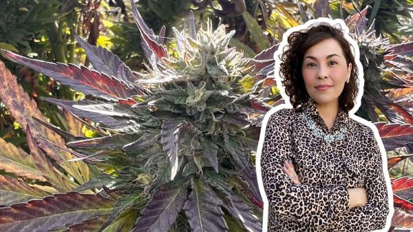 Cannascience: The Benefits of Sungrown&hellip;
