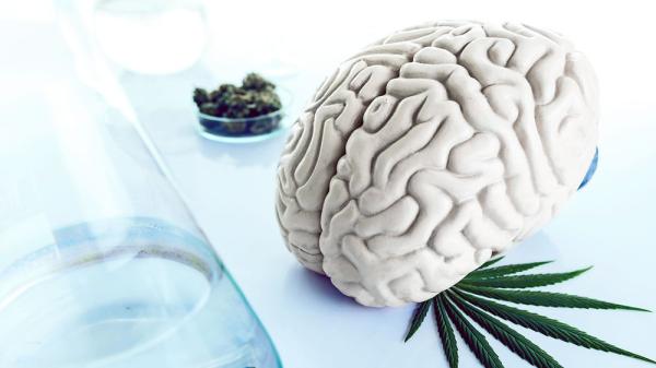 Neuroplasticity & the Nug:  Can Cannabis…