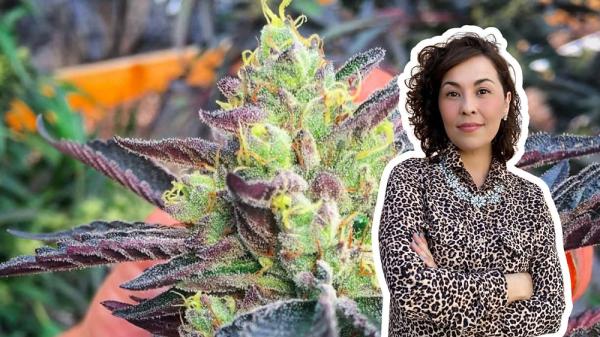 Cannascience: Cannabinoids and the…