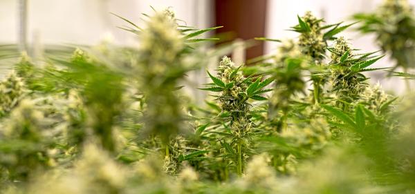 Missouri Opens Third Cannabis&hellip;