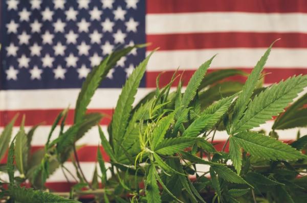 Cannabis voter guide to the 2026…