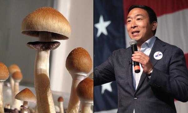 photo of Andrew Yang Urges Legalization Of Psilocybin And Marijuana At New York City Mayoral Forum image