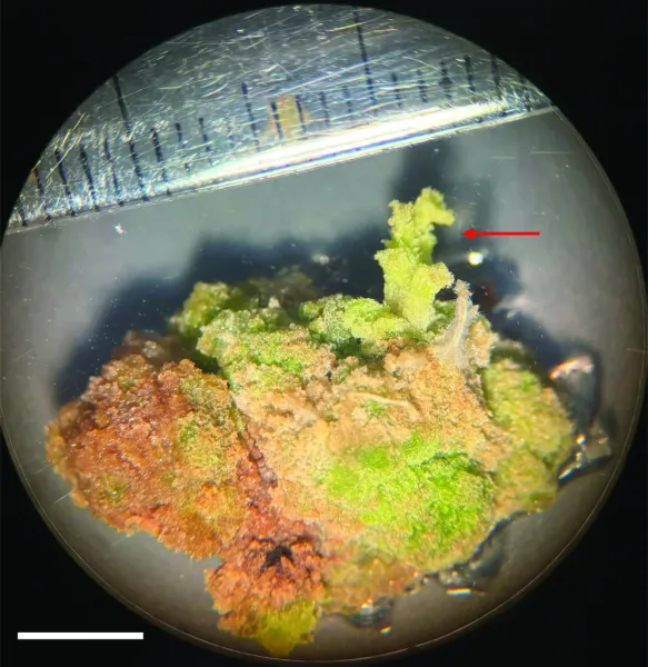Study Reports First Successful Callus&hellip;
