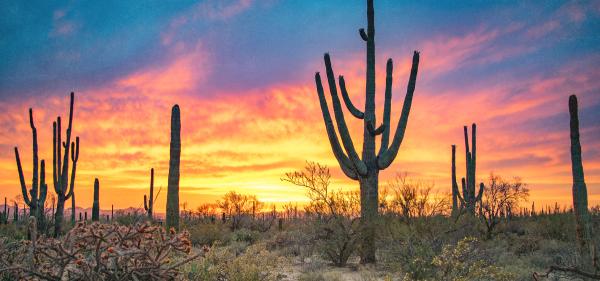 photo of Campaign to Repeal Arizona’s Adult-Use Cannabis Market Shuts Down image