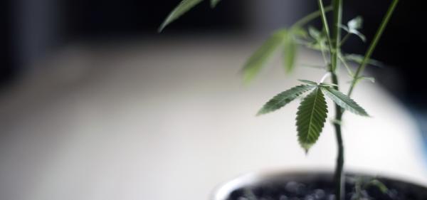 Tennessee Lawmaker Puts Home Cannabis…