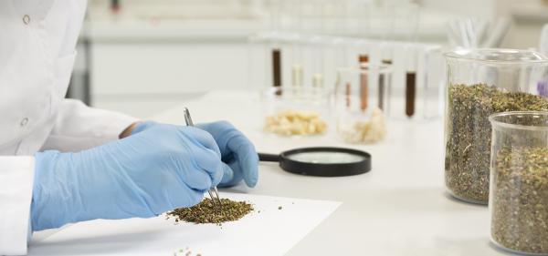 Colorado Auditor Identifies Cannabis&hellip;