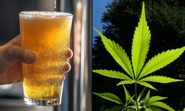 GOP Senator Who Opposes Marijuana…