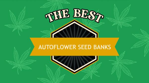 Leafly’s top 5 autoflower seed banks…