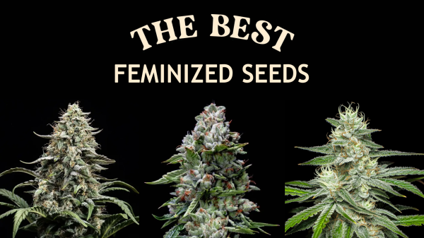 Leafly’s top 8 feminized seeds of 2025