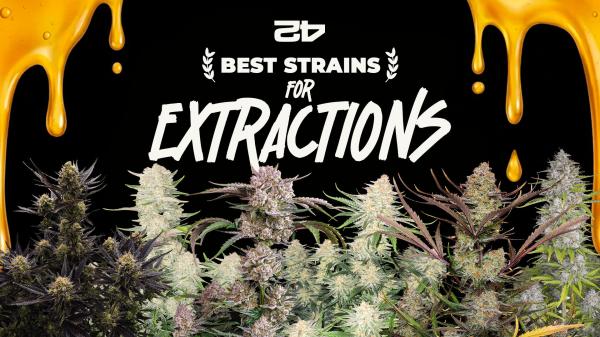 The best autoflowering seeds from Fast&hellip;