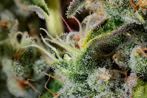 Study: Marijuana Terpene&hellip;
