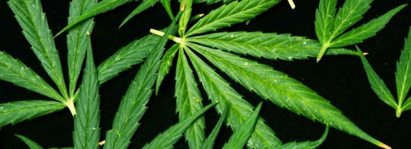 photo of Wisconsin Governor Aims To Legalize Medical Marijuana And Decriminalize Recreational This Year image