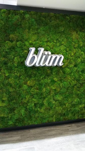 photo of Blüm Holdings turns the corner after restructuring, posts 67% revenue growth in 2024 image