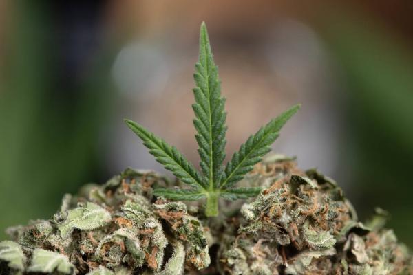 Florida: Two New Marijuana Legalization…