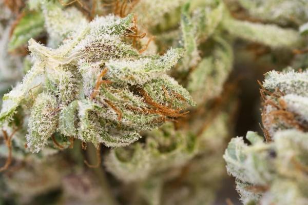 Why Cannabis Genetics Matter More Than…