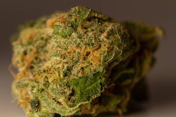 Study Finds Cannabis Use Not Linked to…