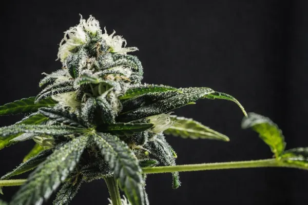 Phytocannabinoids May Support Bone&hellip;