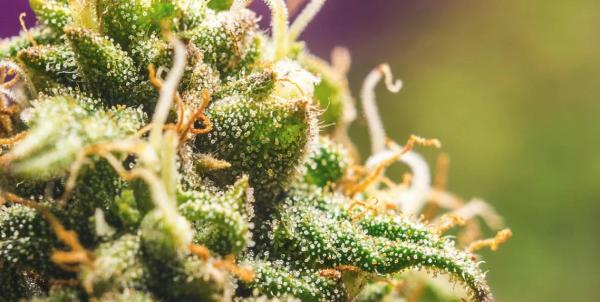 New York Cannabis Board Extends…