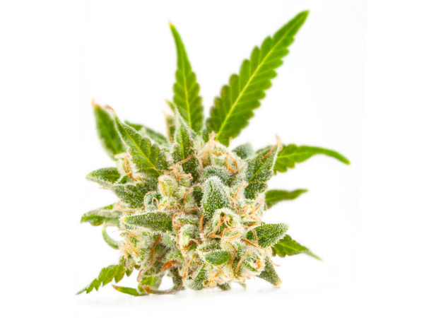 Illinois Marijuana Report Shows Rising…