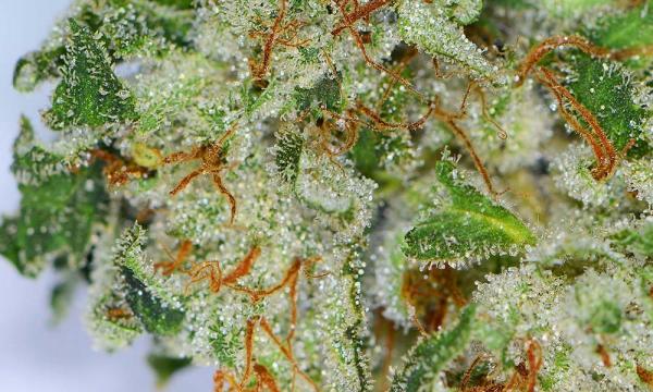 CBD and CBG Combined With Sodium&hellip;
