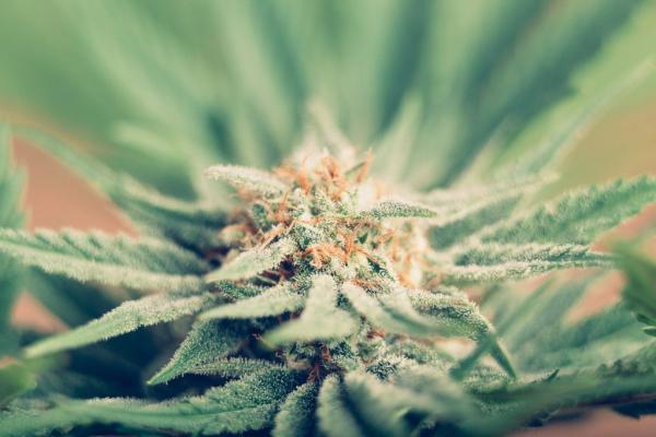 29 Cannabis and Cannabinoid Clinical&hellip;