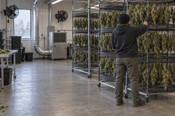 Organigram Global targets C$8M to C$10M&hellip;
