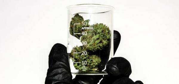 Massachusetts Suspends Cannabis Testing…
