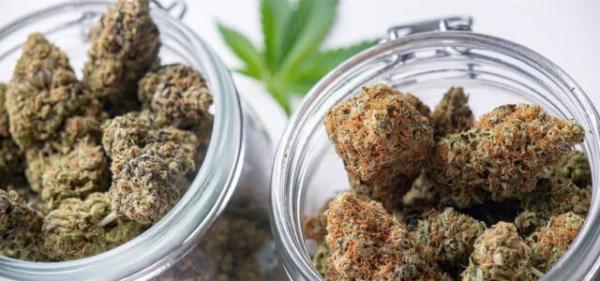 Michigan Cannabis Sales Fall, But…