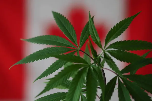 Canada Marijuana Sales Reach CA$503.2&hellip;