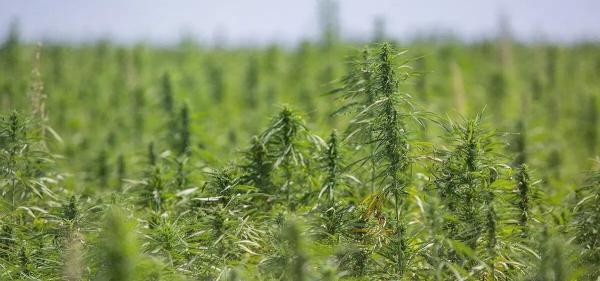 photo of Researchers Launch U.S. Trials Testing Biosolid Fertilizers on Hemp image