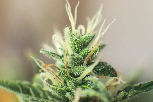 Review of 329 Studies Finds Marijuana…