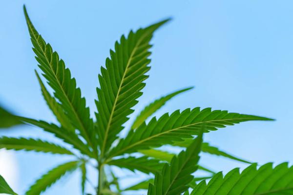 DEA Considers Multiple Applications to&hellip;