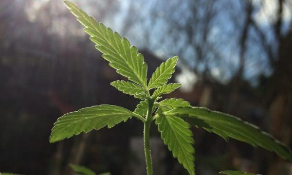 Massachusetts Marijuana Officials Launch…