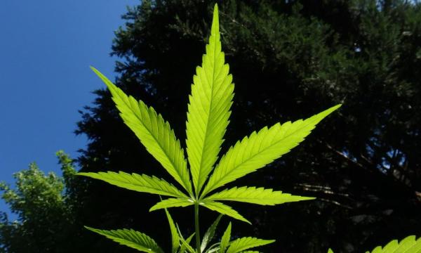 photo of Hawaii Marijuana Legalization Bill Gets Approval From House Committees At Joint Hearing image