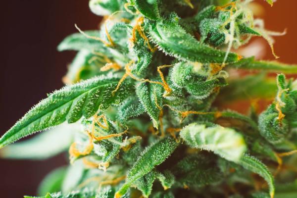 West Virginia Files Modified Medical…