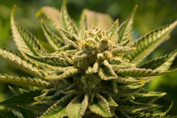What Gives Marijuana Strains Their…