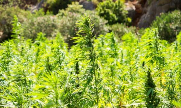 photo of Kentucky Senate Panel Votes To Ban Sale Of Hemp-Derived Beverages On A Temporary Basis image